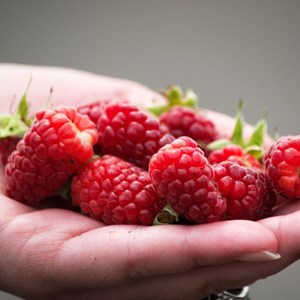 Mûre-framboise buckingham - pot de 3l