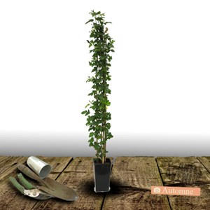 Mûre-framboise buckingham - pot de 3l