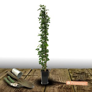 Mûre-framboise buckingham, tayberry - pot de 3l