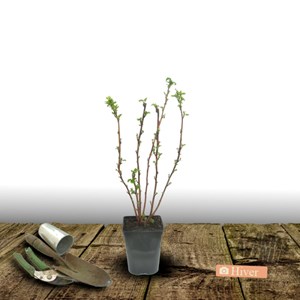 Framboisier scepter - pot de 3l