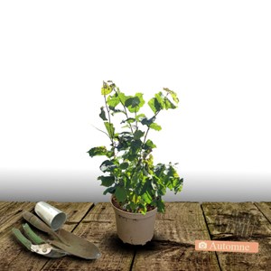 Noisetier merveille de bollwiller - pot de 3l