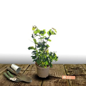 Noisetier merveille de bollwiller - pot de 3l