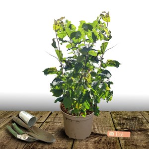 Noisetier merveille de bollwiller - pot de 10l