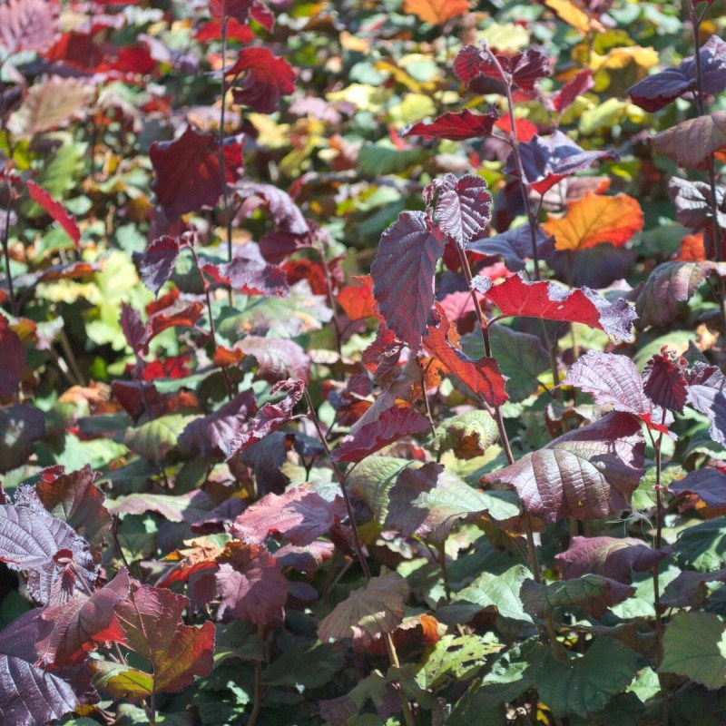 Noisetier maxima purpurea - pot de 5l