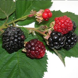 Mûre triple crown - pot de 0.5l