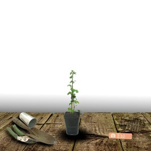 Mûre triple crown - pot de 0.5l