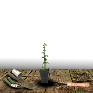 Mûre triple crown - pot de 1.5l