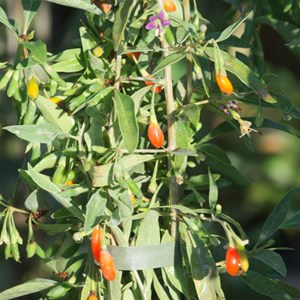 Baie de goji barbarum - pot de 0.5l