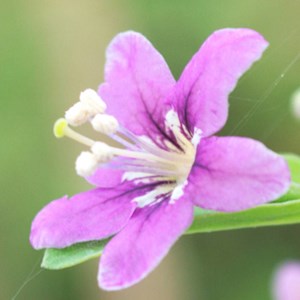 Baie de goji barbarum - pot de 0.5l