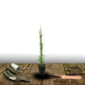 Baie de goji barbarum - pot de 0.5l