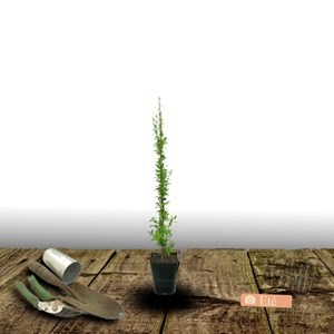 Baie de goji barbarum - pot de 0.5l