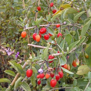 Baie de goji barbarum - pot de 3l