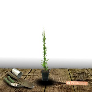 Baie de goji barbarum - pot de 1.5l