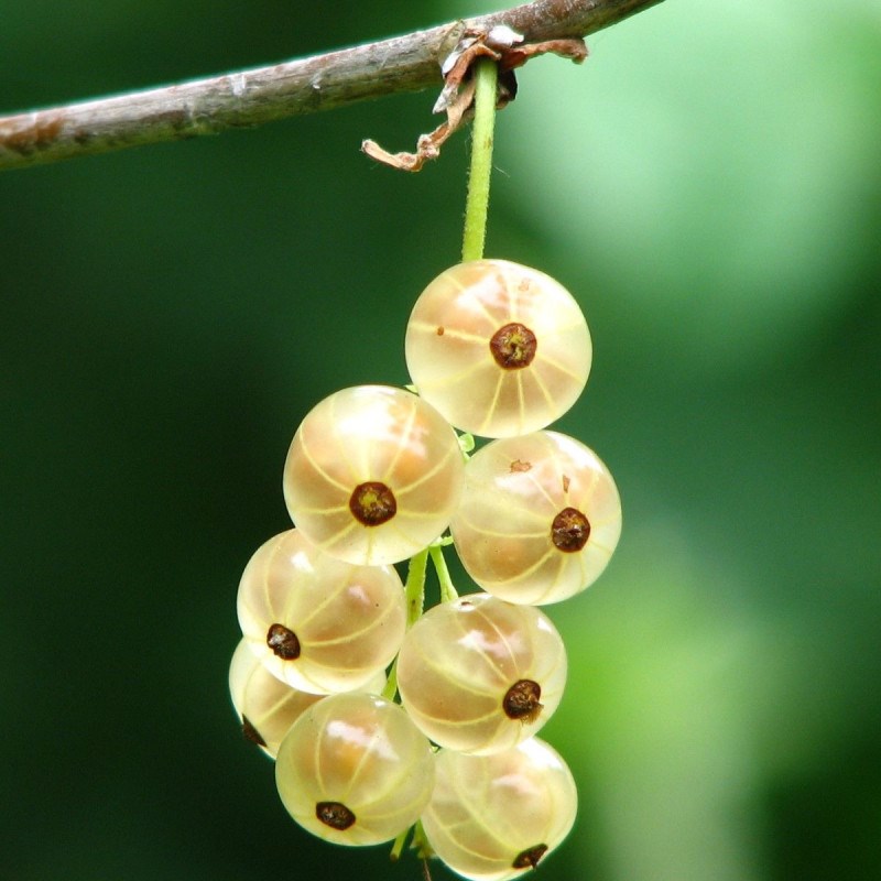 Plantes Avenue - Groseillier à grappes blanka - pot de 5l