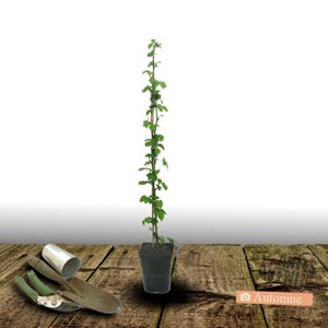 Godet - mûre black butte