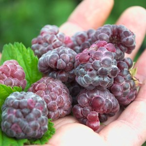 Framboisier glen coe - pot de 5l
