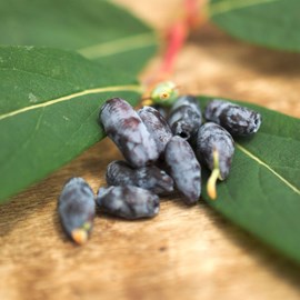 Baie de mai edulis, camérisiers, chèvrefeuille comestible, lonicera kamtschatica