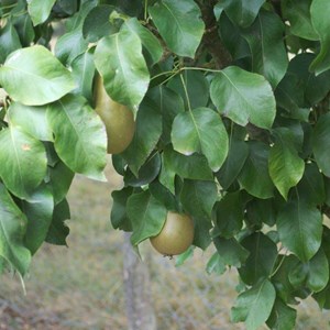 Poirier duchesse d'angoulème - pot de 15l