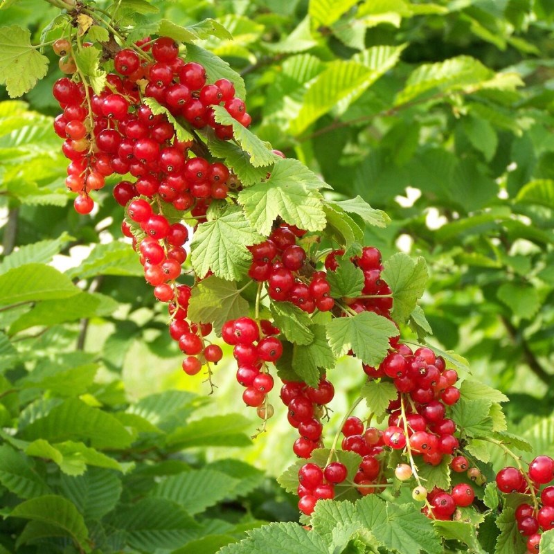 Plantes Avenue - Groseillier à grappes junifer - pot de 3l