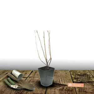 Groseillier à grappes junifer - pot de 3l