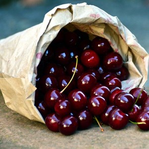 Cerisier bigarreau moreau - pot de 10l