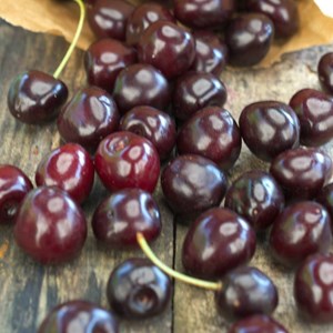 Cerisier bigarreau moreau - pot de 10l