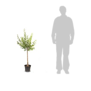 Cerisier bigarreau moreau - pot de 10l