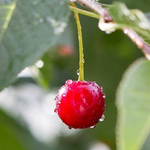 Cerisier griotte montmorency - pot de 10l