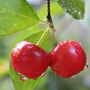 Cerisier griotte montmorency - pot de 10l