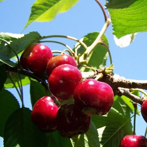 Cerisier bigarreau burlat - pot de 10l