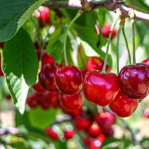 Cerisier bigarreau burlat - pot de 10l