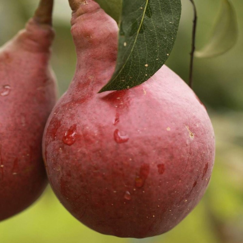 Poirier william rouge - pot de 10l