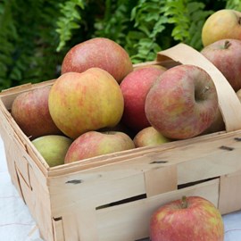 Pommier boskoop rouge - pot de 10l