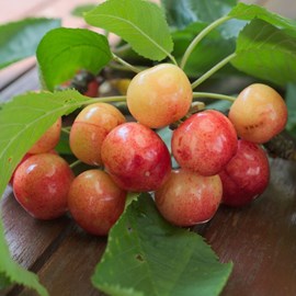 Cerisier anglaise hative - pot de 10l