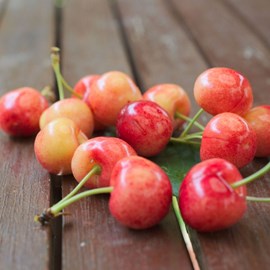 Cerisier early river - pot de 10l