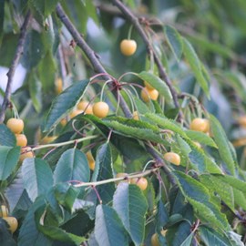 Cerisier starkgold - pot de 10l