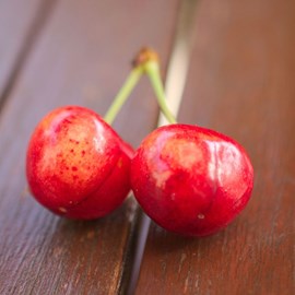 Cerisier bigarreau van - pot de 10l