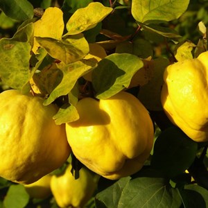 Cognassier du portugal - pot de 10l