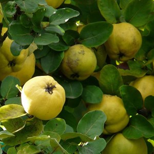 Cognassier du portugal - pot de 10l