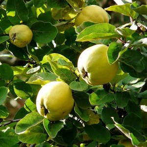 Cognassier du portugal - pot de 10l