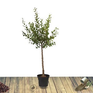 Cognassier du portugal - pot de 10l