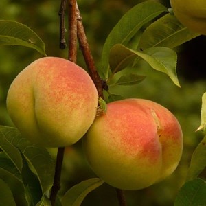 Pêcher reine des vergers - pot de 10l