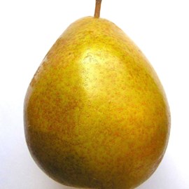 Poirier beurré hardy - pot de 10l