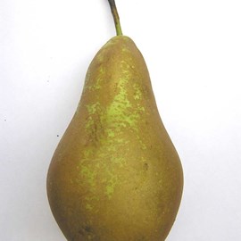 Poirier conférence - pot de 10l