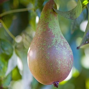 Poirier conférence - pot de 10l