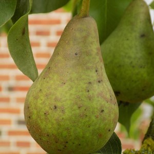 Poirier conférence - pot de 10l