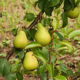 Poirier curé - pot de 10l