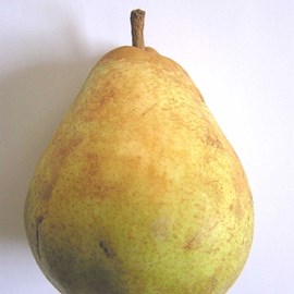 Poirier doyenne du comice - pot de 10l