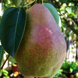 Poirier dr jules guyot - pot de 10l