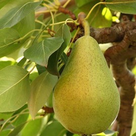 Poirier général leclerc - pot de 10l